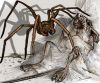 spider_1_0_rat_by_TmoeGee.jpg