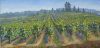 sebastopol_vineyard_rtp_2_0.jpg